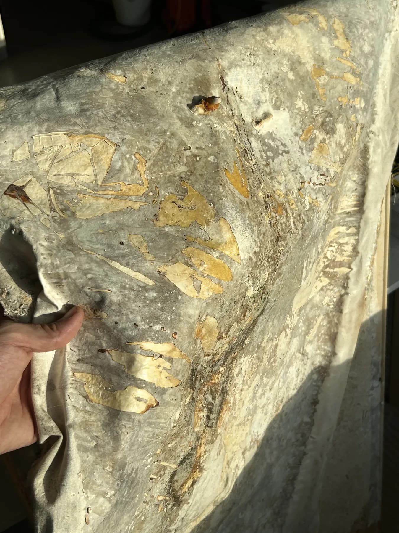 A grown surface held up in strong sunlight, showing gold flecks and soft grey-green relief.