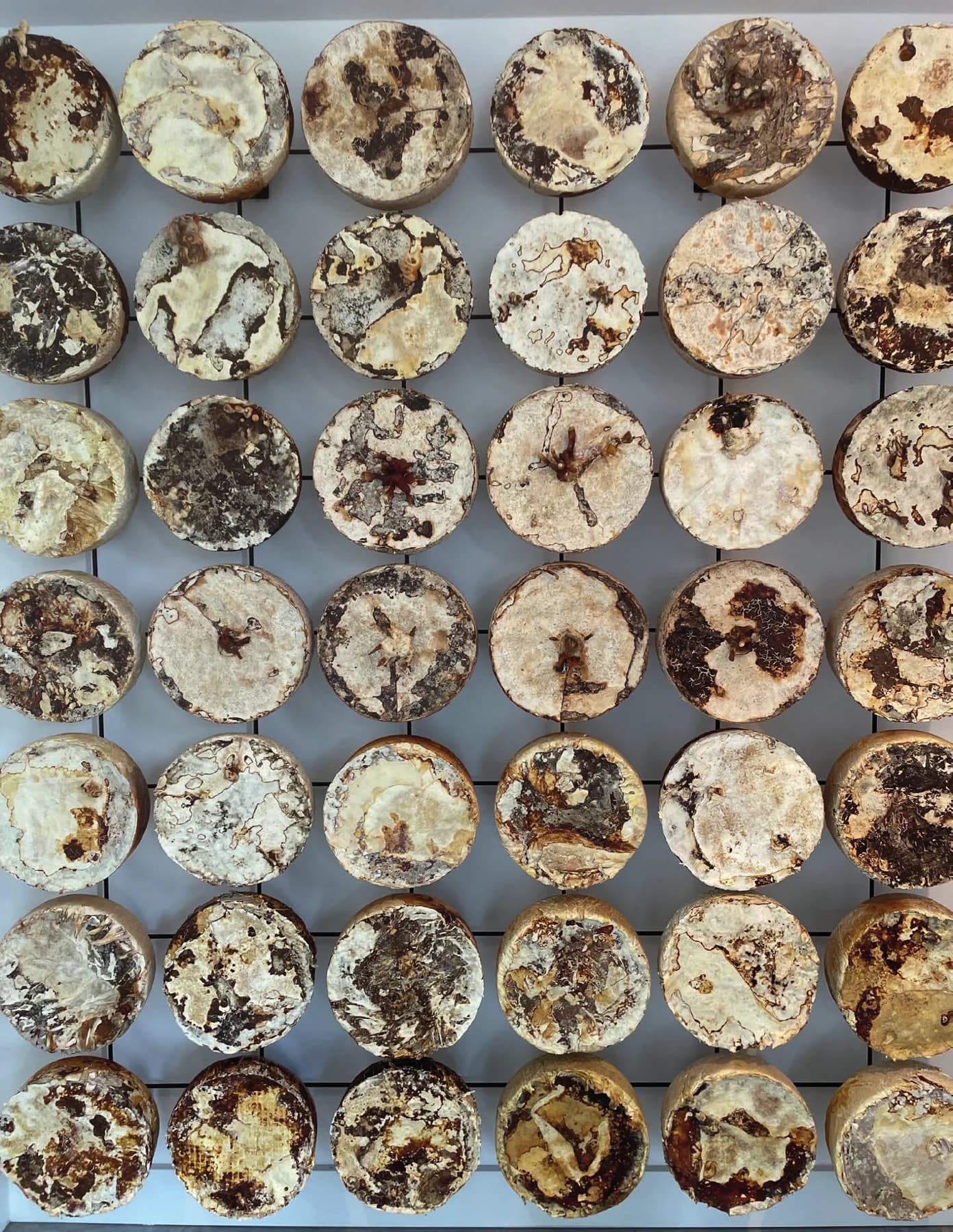 Fungal Geometry — circular grown forms arranged across an interior wall
