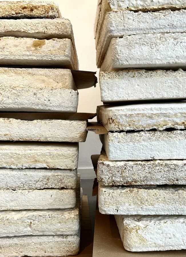 Kinoko — oak structure and grown mycelium shelves