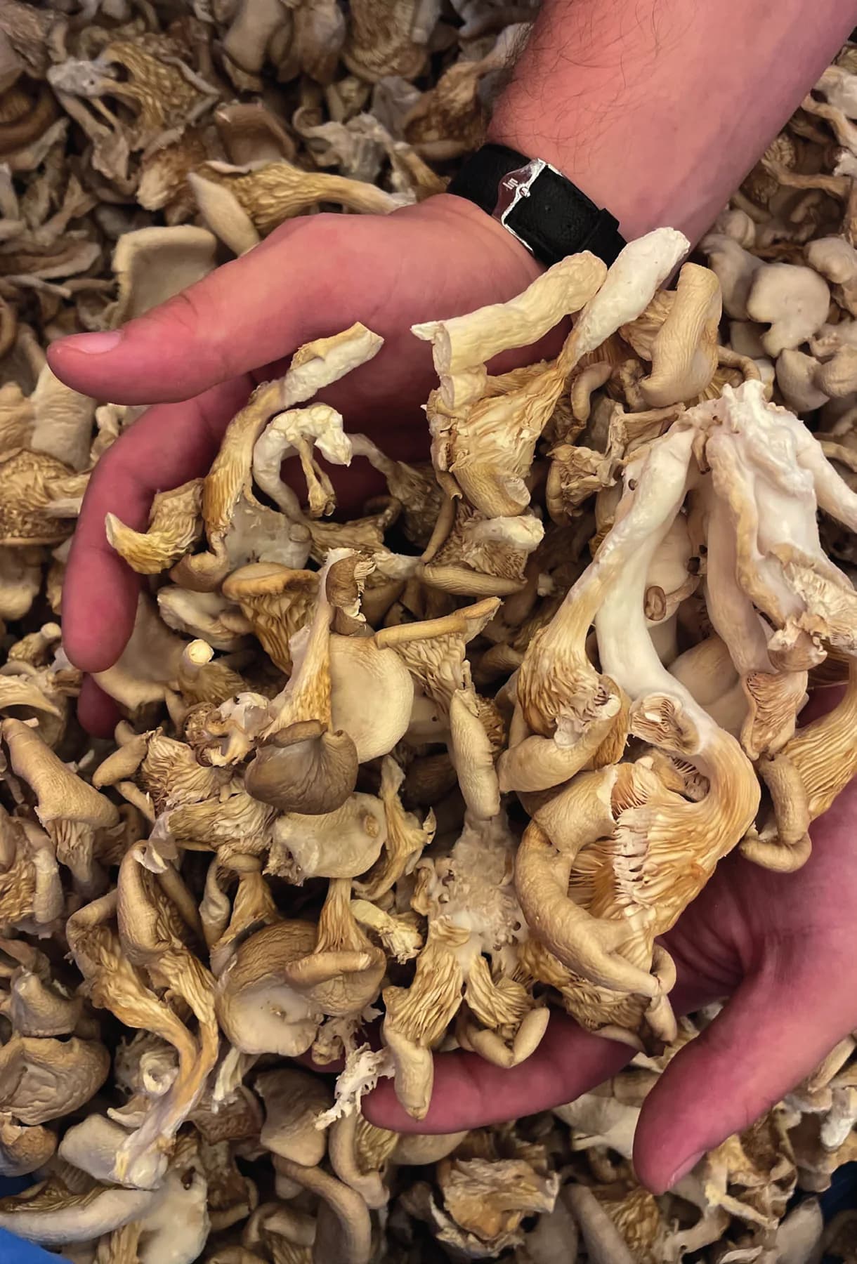 Dubai Design Week — mycelium cultivation workshop with Peter Oei